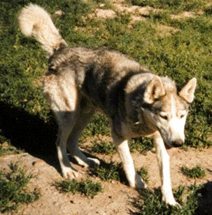 Photo of Fritz Of Spirit Wind
