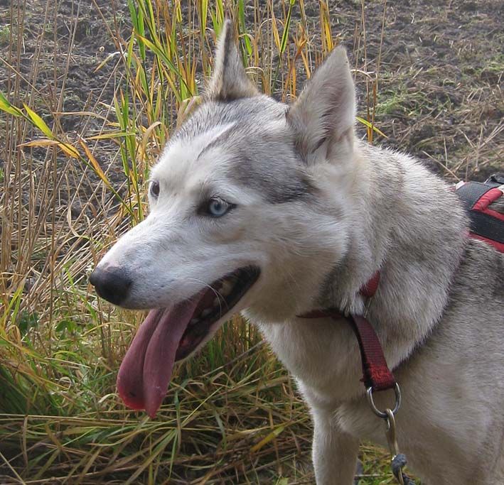 Photo of Nay-La-Chee’s Troykaz Sikpok
