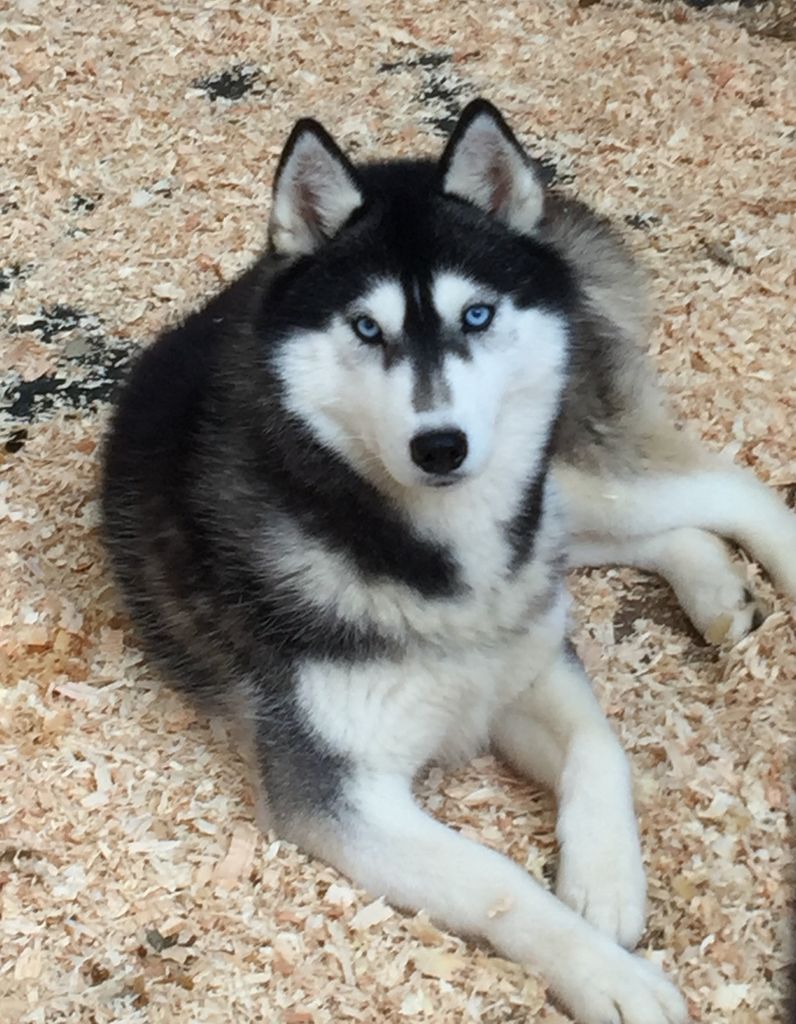 Photo of Anastasia’s Danged Skippy
