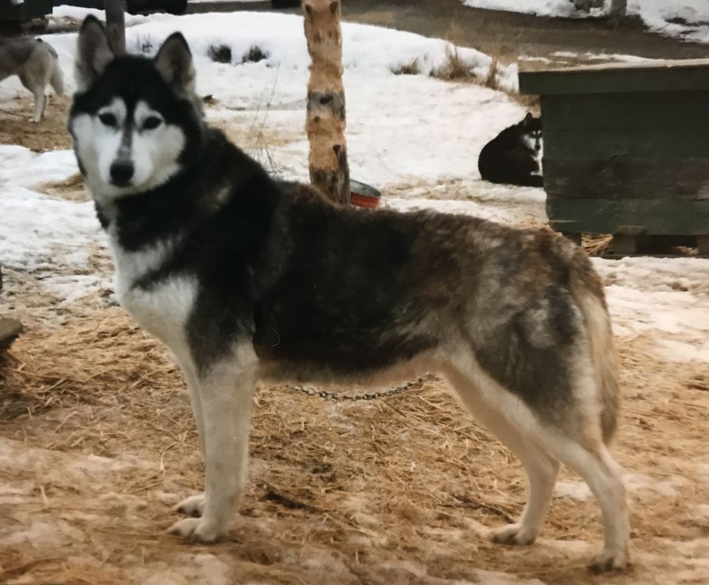 Photo of Alaskan’s Ningo Of Anadyr II