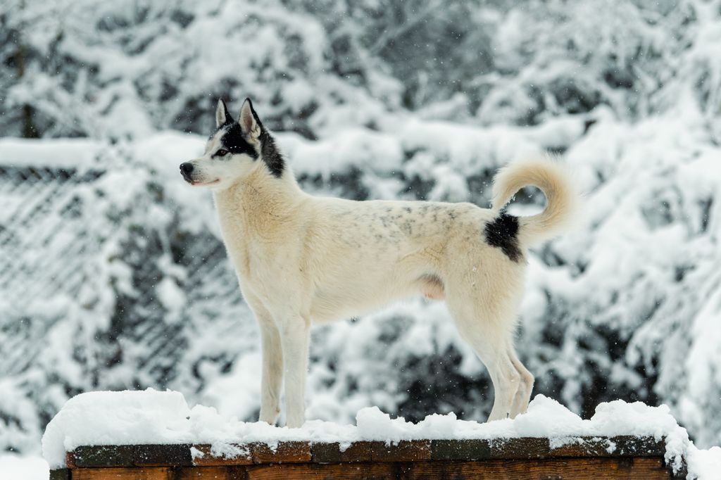 Photo of T'Phoenix of Voykan Wakanda Kennel