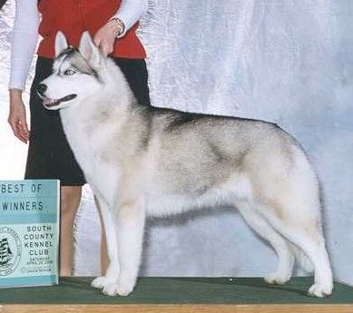 Photo of Snowfire’s Maharani