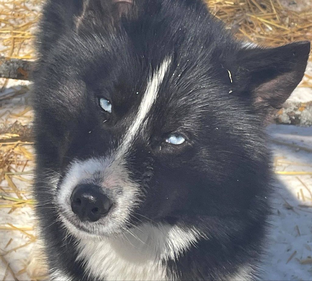 Photo of Frosty Timber’s Midnight Moonshine