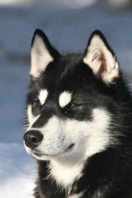 Photo of NorthWapiti's Darth Vader