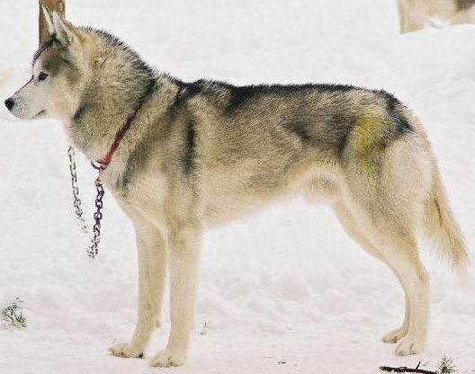 Photo of NorthWapiti’s Odin