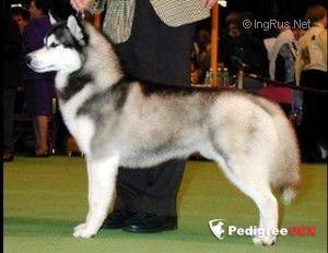 Photo of Karnovanda The Life Of Riley