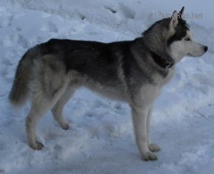 Photo of Husky Haven A Dancer With Wolves
