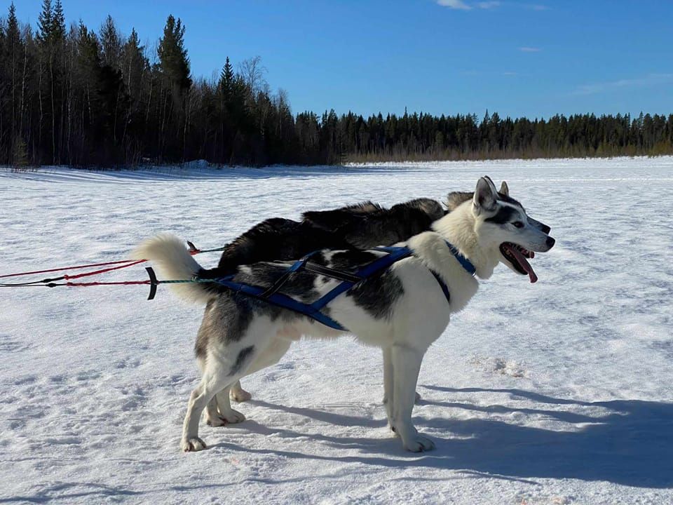 Photo of Indian Tribe Husky's Remo