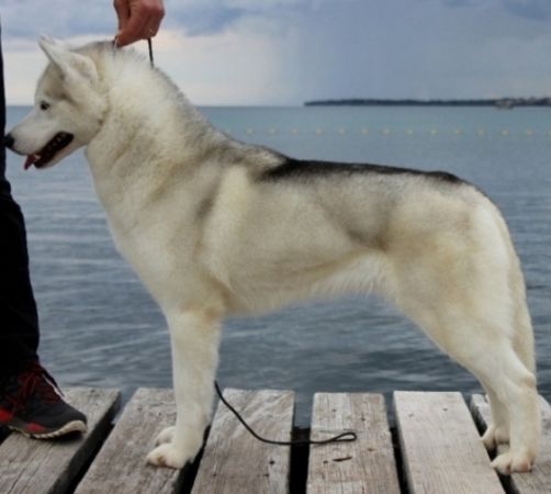 Photo of Torquemada’s Aleutian Breeze