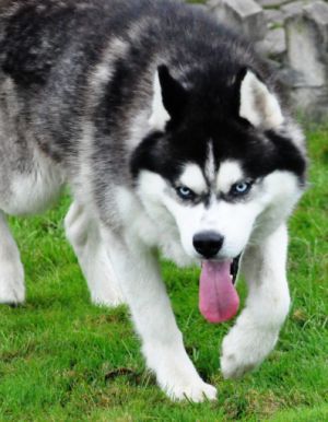 Photo of Shans Udachi S Goluboy Zvezdy