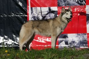 Photo of Dream Of Foks S Golyboy Zvezdy