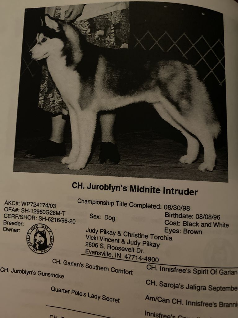 Photo of Juroblyn’s Midnight Intruder