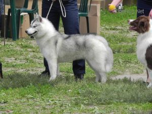 Photo of Husky Haven Nice Looking Girl
