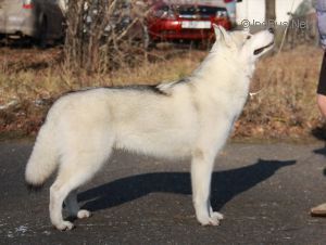 Photo of Husky Haven Leader Of The Pack