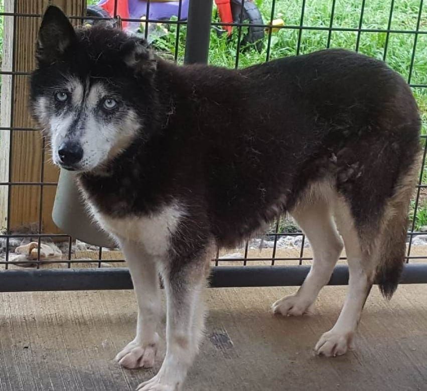 Photo of Koda Of Monte Thiel