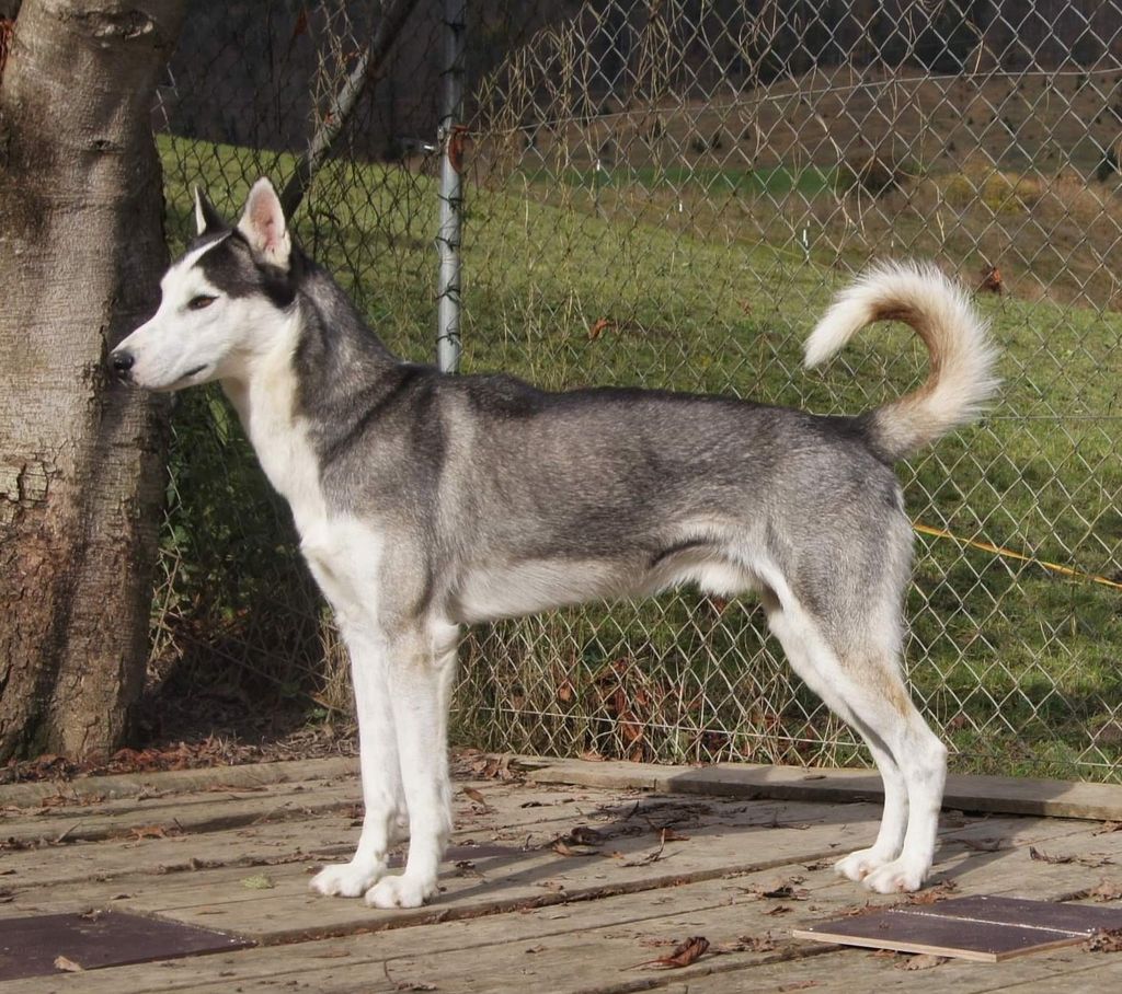Photo of Lord Joker ab Canis Polaris