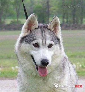 Photo of Yarwina’s Artic Minx