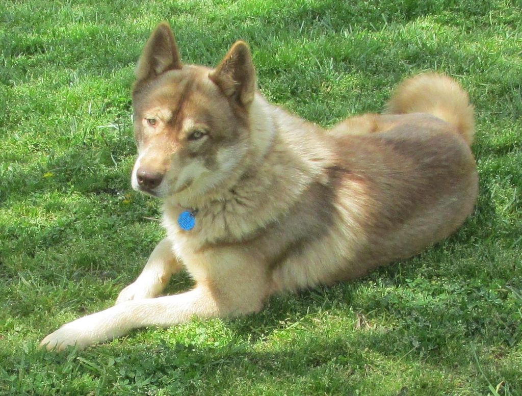 Photo of Wildheart’s Rocko of Pinto Hollow