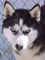 Photo of Kiana’s Majikal Mystery Girl