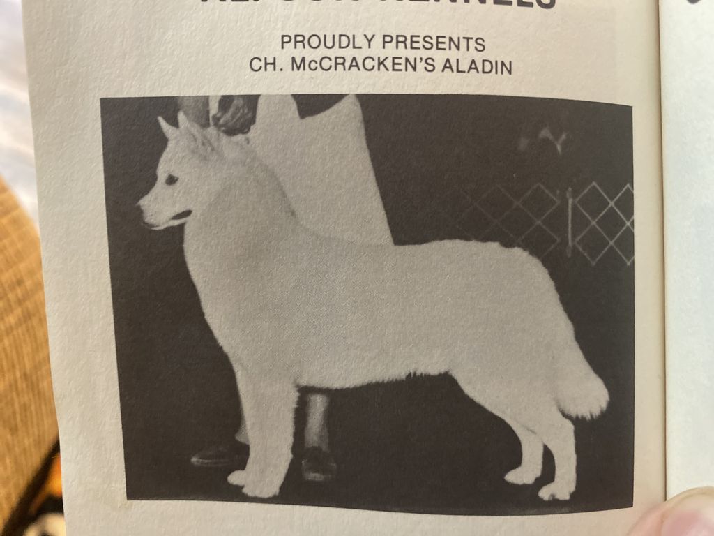 Photo of McCracken’s Alladin