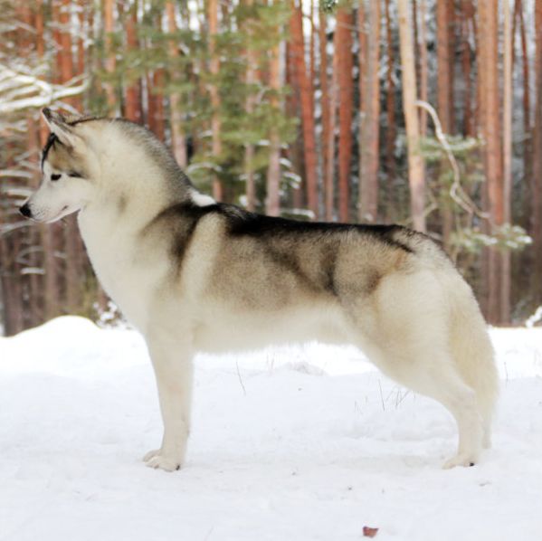 Photo of Kristari’s Mischief At Winter Melody