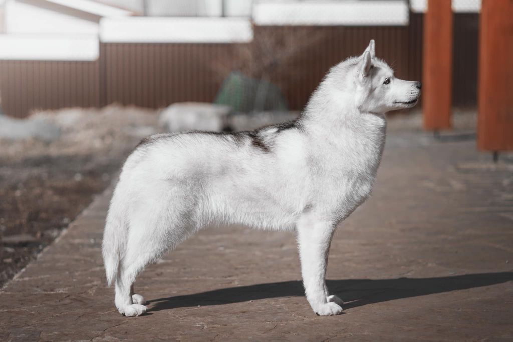 Photo of Husky Haven Blue Curacao