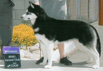 Photo of Nuggetuk Stealth Of The Midnight Sun