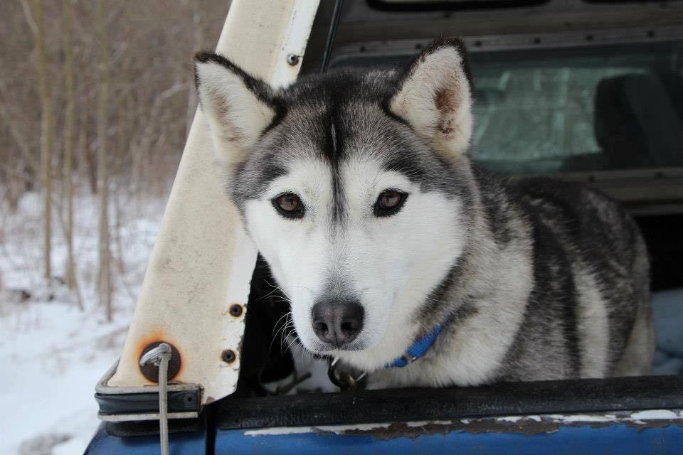 Photo of Milestone’s Desna