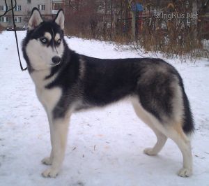 Photo of Mirinda S Goluboy Zvezdy