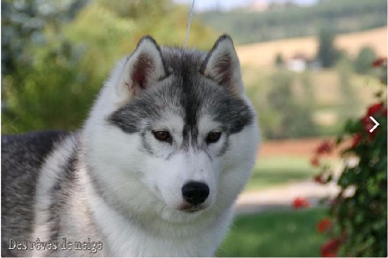 Photo of Be Top Model Sharon des Reves de Neige