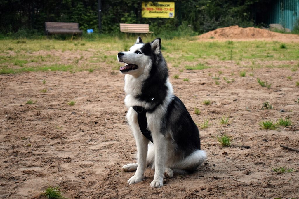 Photo of Russkiy Favorit Dogoni Zvezdy Serdce Shtorma