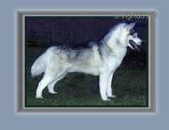 Photo of Ziemabora’s Razzmatazz Of Foxfire
