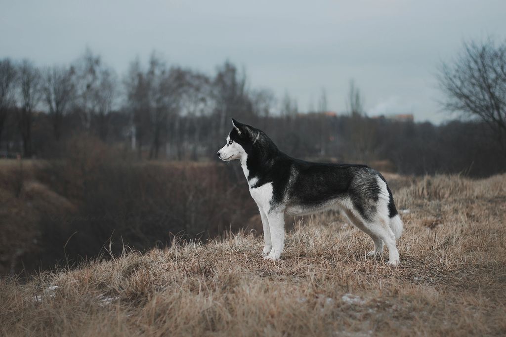 Photo of Masher Siberins Elly
