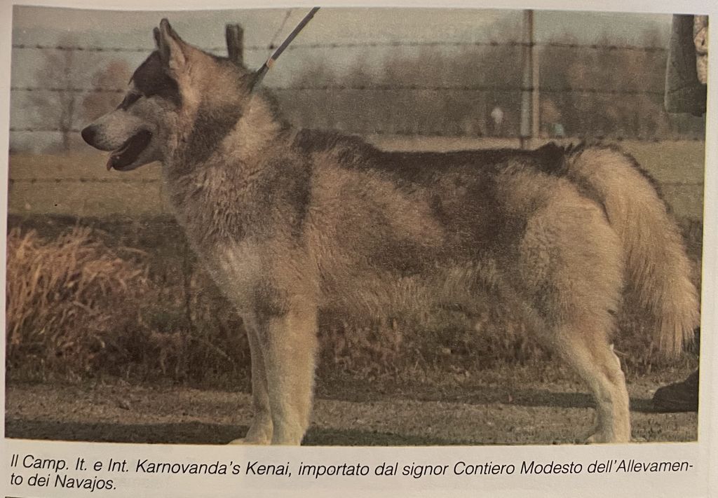 Photo of Karnovanda’s Kenai