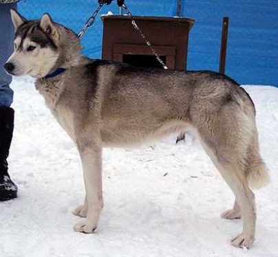 Photo of Kelims SiberSong McKinley