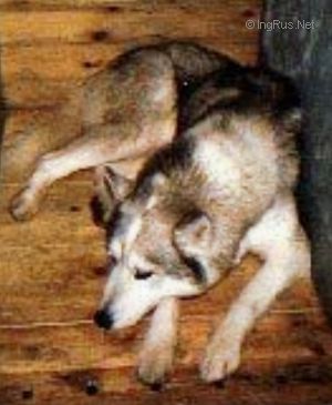 Photo of Skimarque Shareef The Snowolf