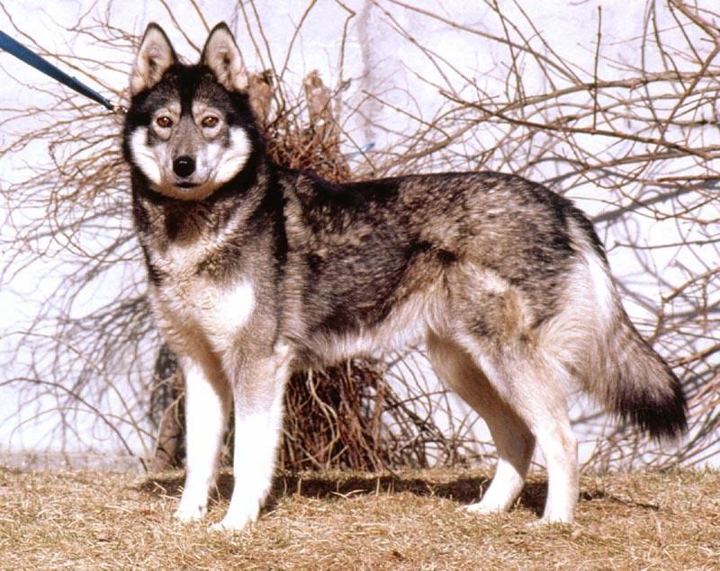 Photo of Kita av Seppalaska