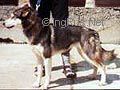 Photo of Shaktoolik’s H’Ginger Rogers