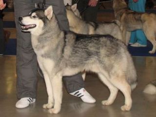 Photo of Husky Haven Uolti