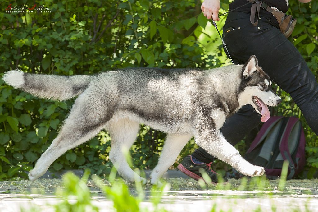 Photo of Siberian Miracle Maktub Thamin