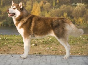 Photo of Husky Haven Next Show Winner