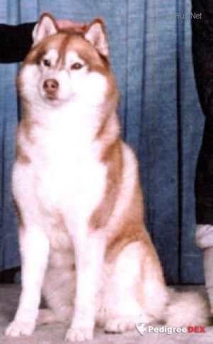 Photo of Blueridge-Soma’s Billy Idol