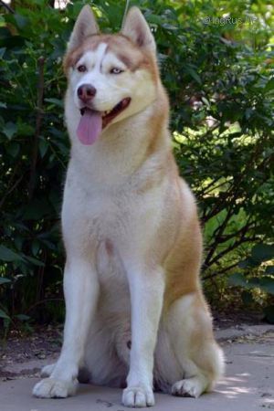 Photo of Sky of north champion of my heart