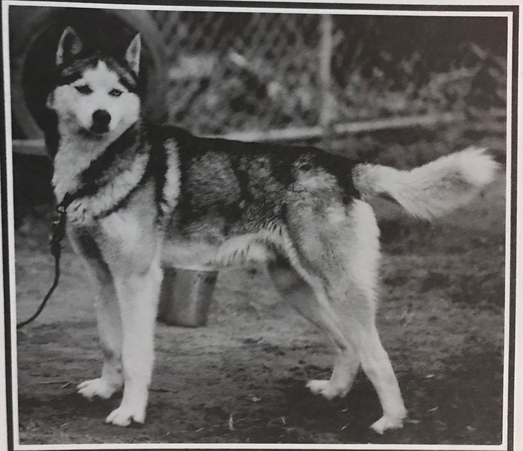Photo of Igloo Pak’s Kara