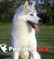 Photo of Cool Stars Kilala Silver Baby