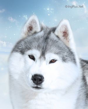 Photo of Eydan Of Siberian Lady