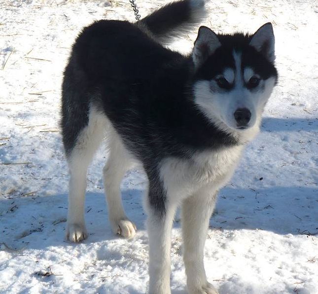 Photo of NorthWapiti's Black Tie