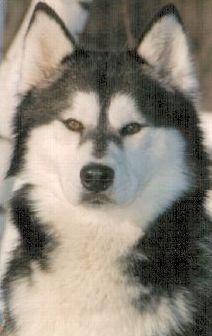 Photo of Kortar's Kuddlebear