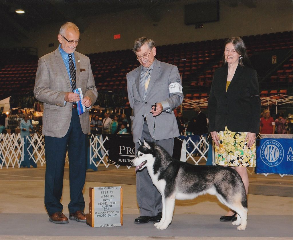 Photo of Sibernewf’s Sirius The Dog Star
