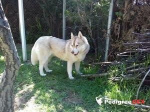 Photo of Nova Flores